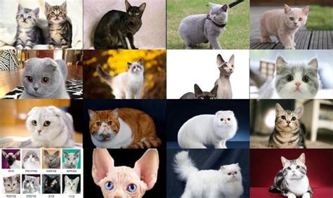 不同品种的猫 宠物猫的品种大全排行_宠物百科 - 养宠客