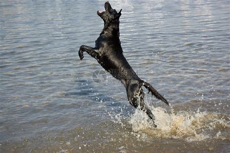 一只黑狗在海边玩耍高清图片下载-正版图片504652035-摄图网
