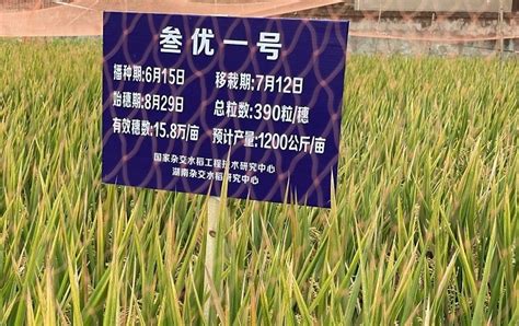 超级杂交稻“国稻6号”高产制种技术获突破_中国水稻研究所