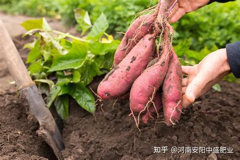 地瓜种植方法 —【发财农业网】