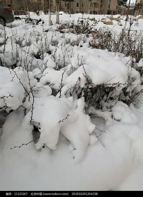树上铺满了厚厚的白雪高清图片下载-正版图片600666101-摄图网