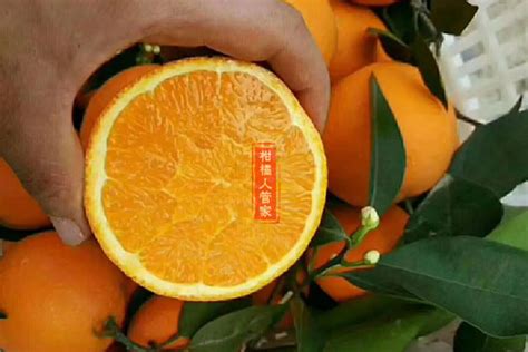 为寻找醉美脐橙----黑老虎团队在赣南会昌、石城。_广而告之_191农资人 - 农技社区服务平台