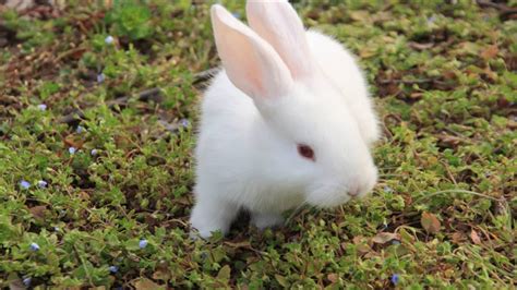 兔子怎么分辨公母？
