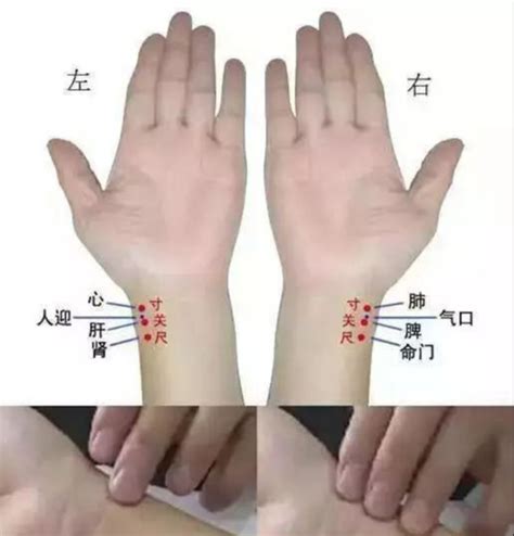 脉诊入门图解图片