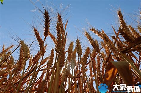亩产579.9公斤 山西旱地小麦单产最高纪录诞生_实收_示范田_种植