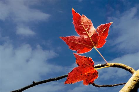枫叶的特写，秋天的红叶，一叶知秋，北方的秋天—高清视频下载、购买_视觉中国视频素材中心
