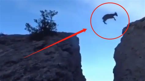 世界上最会攀岩的动物，能在垂直90度的悬崖行走，让人心惊胆战！_羱羊