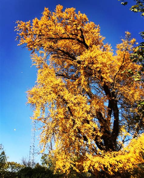 秋天的银杏树林高清图片下载-正版图片500831991-摄图网