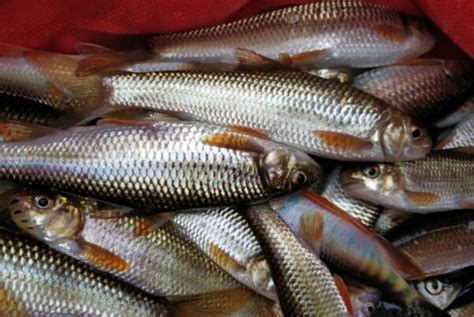 中国十大最贵的淡水鱼，你吃过几种呢？(3)_巴拉排行榜