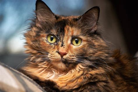 选择性聚焦摄影中的玳瑁猫-千叶网