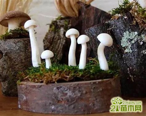 室内怎样养蘑菇-百度经验