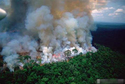 震惊世界的亚马逊雨林火灾，你真的了解吗？_森林