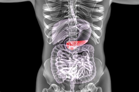 人体器官胰腺图片素材-正版创意图片401505283-摄图网
