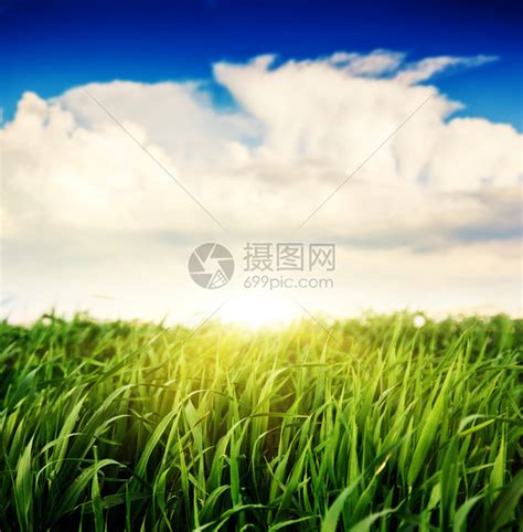 阳光明媚的夏日美丽的绿色田野景观高清图片下载-正版图片507220795-摄图网