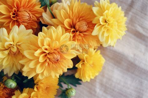 美丽的菊花花束高清图片下载-正版图片600177147-摄图网