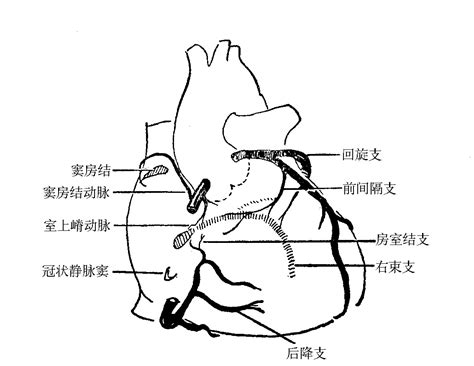 图10-6 心脏传导系的血液供应-心脏外科基础图解-医学