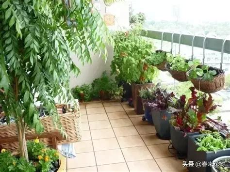 快来给小菜园点赞，选出“最美广州城市小菜园”！