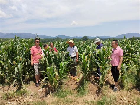 勐腊县种子管理站开展2023年勐腊县制种基地监管