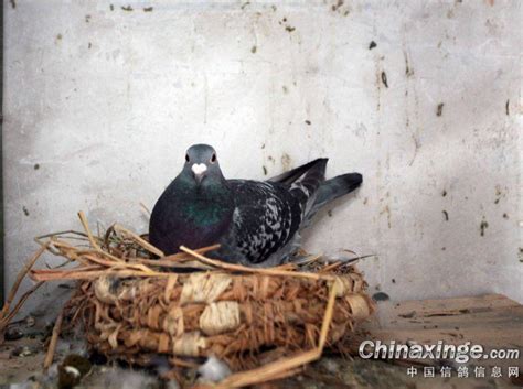 “野斑鸠”趣（动物救助）-中国信鸽信息网相册