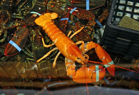 美国缅因州渔夫捕获罕见亮橙色龙虾 - 神秘的地球 科学|自然|地理|探索