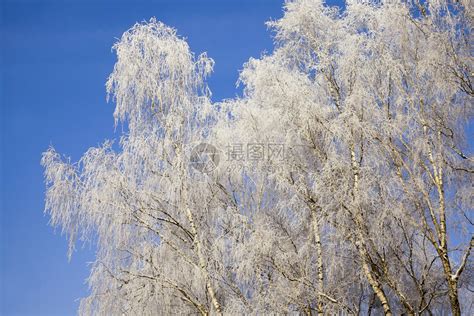 冬树冻结气候植被冷冻冻伤树梢天气生活公园天空高清图片下载-正版图片320614304-摄图网