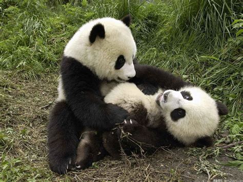 玩耍中的两只可爱的大熊猫-壁纸图片大全