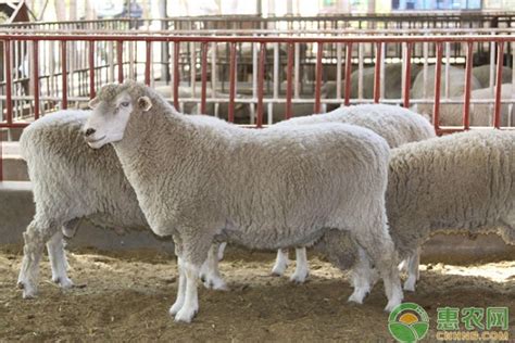 今日活羊价格多少钱一斤？市场上常见的羊有哪些品种？ - 酷族派