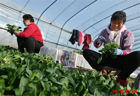 新春走基层︱一年卖出7个亿，小菠菜也能长成“参天树”_澎湃号·媒体_澎湃新闻-The Paper