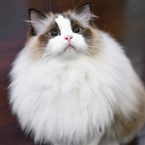 分享一组手套色布偶猫，超级美哦 - 知乎