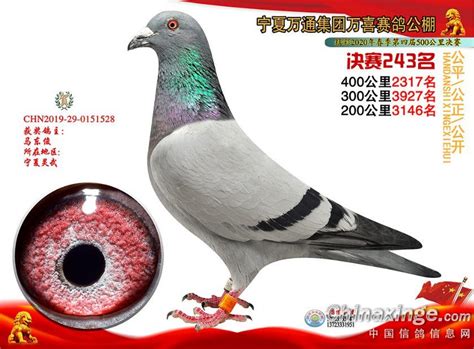 2020年春宁夏万喜赛鸽公棚获奖鸽照片241-270--中国信鸽信息网相册