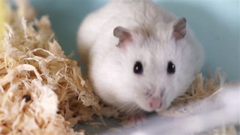 仓鼠的寿命有多长 吃米吗 (仓鼠的寿命有多长？它们吃米吗？以及仓鼠应该吃多少生米？) - 宠物新闻 - 宠物信息网
