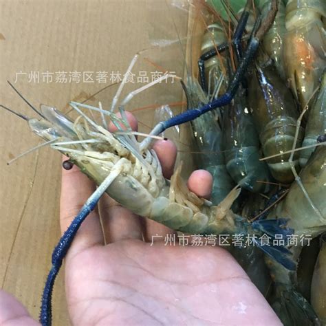 活虾摄影图__食物原料_餐饮美食_摄影图库_昵图网nipic.com