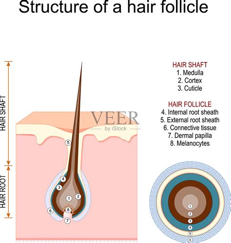 毛囊的结构头发的解剖结构插画图片素材_ID:422008024-Veer图库