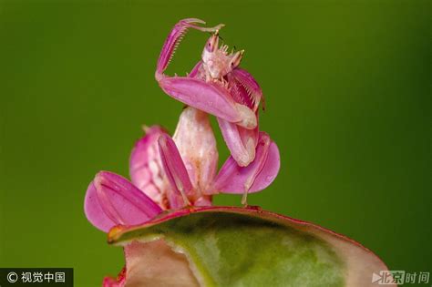 罕见！世界最美螳螂“兰花螳螂”
