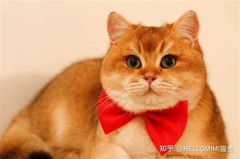 上海金渐层猫纯种多少钱一只 - 知乎