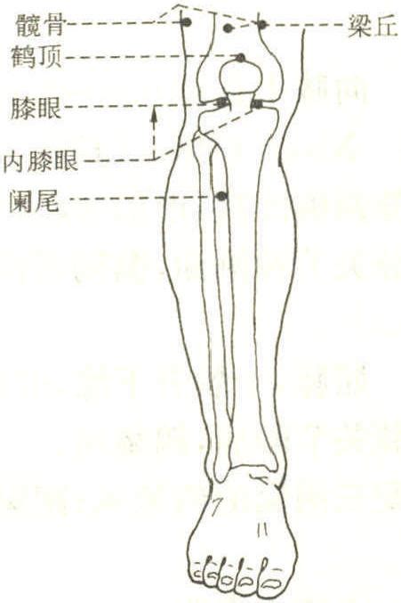 膝眼的准确位置图图片 膝眼的准确位置图图片