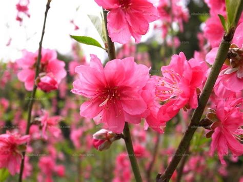 春天粉色桃花摄影图片
