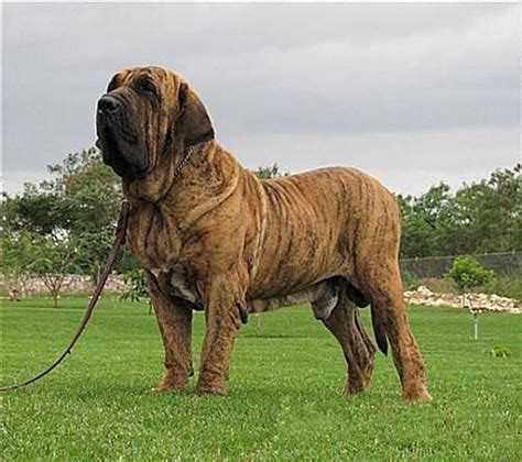 战斗力最强的狗狗排名 獒犬咬合力为556磅 - 弹指间排行榜