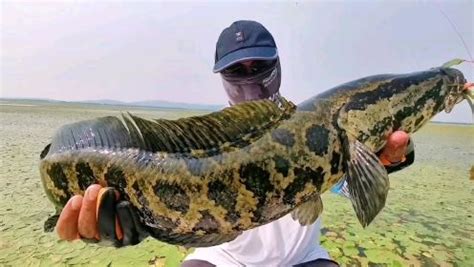 巨型大黑鱼，看大厨是如何处理的，最厉害的还是刀工_腾讯视频