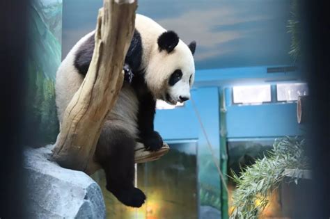大熊猫有什么的美称,大熊猫的别称叫什么,大熊猫的另一个称号_大山谷图库