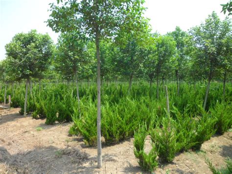 绿化观赏苗木市场分析报告_2021-2027年中国绿化观赏苗木行业深度研究与行业竞争对手分析报告_中国产业研究报告网