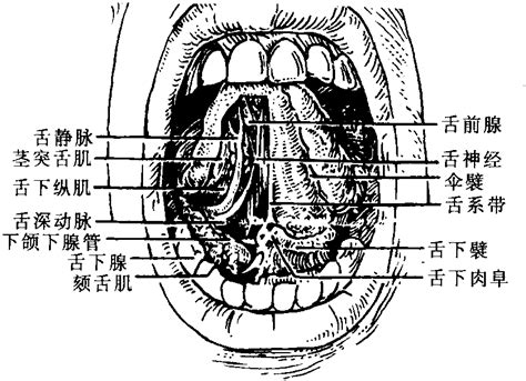 图211 口腔底-基础医学-医学