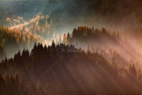 阳光照耀着在迷雾的白天穿过森林高清图片下载-正版图片303907153-摄图网