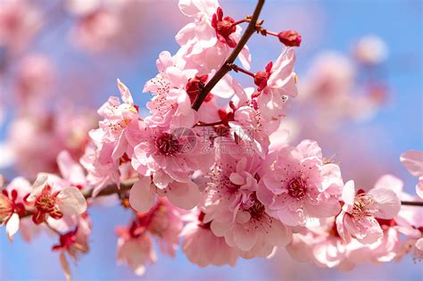 春天盛开的梅花高清图片下载-正版图片501579625-摄图网