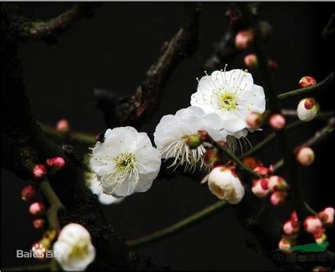 玉蝶梅花图片大全,白梅,最好看的红梅花图片_大山谷图库
