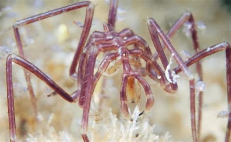 海蜘蛛是海里的蜘蛛吗 —【发财农业网】
