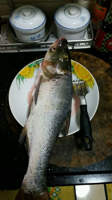 大头鲤_碌鱼_大头鱼_贝氏鲤_江川大头鱼百科图片_饲养繁殖_雌雄鉴别_Sbike