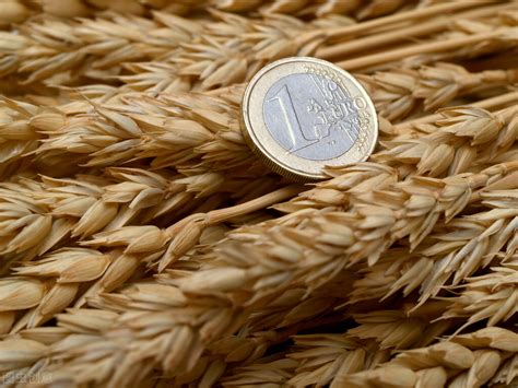 2017麦子多少钱一斤（小麦价格的坏消息） - 深圳信息港
