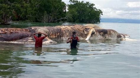 印尼海岸的15米“巨型海怪”尸体，专家也是说不出了！|尸体|印尼|海豚_新浪新闻