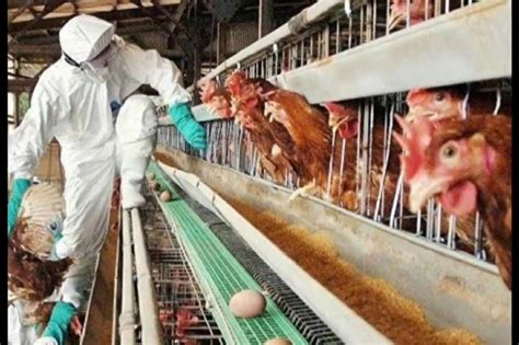 禽流感最新消息快报，动物疫情形势仍严峻 - 羽绒金网
